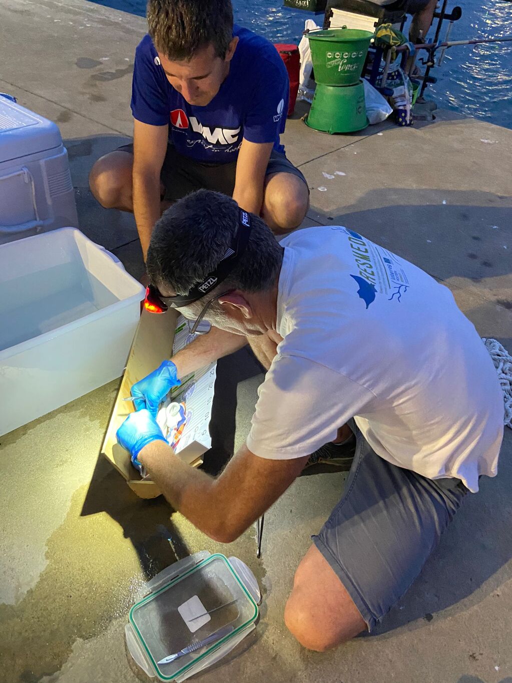 Port de Roses i UB col·laboren en un projecte de telemetria acústica per estudiar el moviment dels peixos