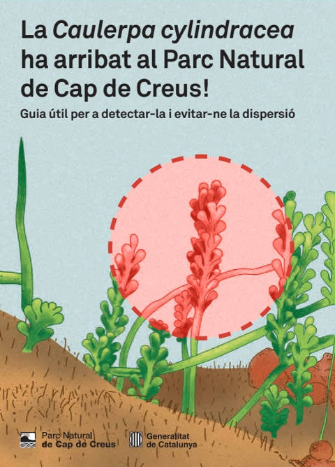 Caulerpa cylindracea has arrived at the Cap de Creus Natural Park!