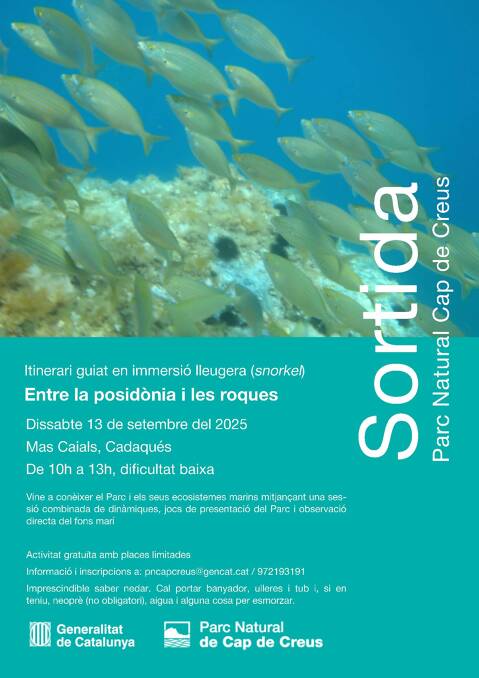 Entre la posidònia i les roques