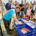 Visita guiada al Puerto de pesca de Roses